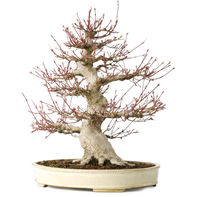 Acer palmatum, 52 cm, ± 40 years old, with a nebari of 26 cm, with a good ramification, good aging visible on the trunk and branches, and a very good radially distributed nebari