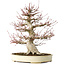 Acer palmatum, 52 cm, ± 40 jaar oud, met een nebari van 26 cm, met een goede vertakking, goede veroudering zichtbaar op de stam en takken en een zeer goede radiaal verdeelde nebari