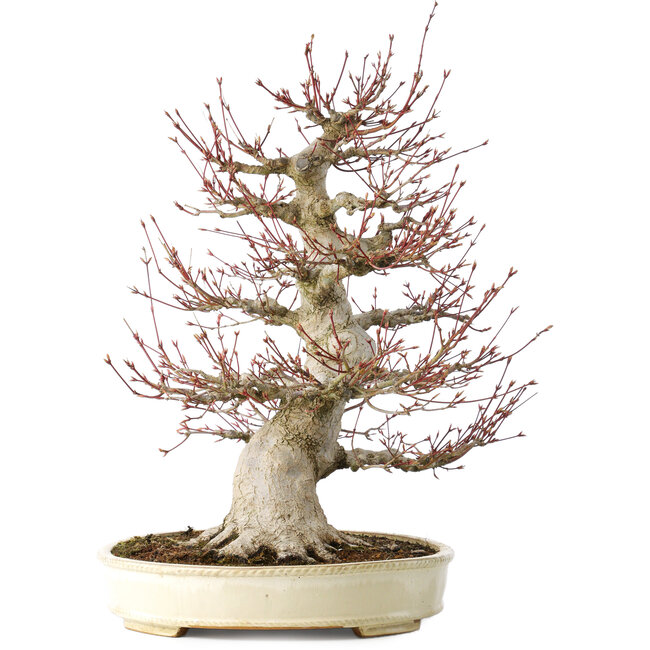 Acer palmatum, 52 cm, ± 40 jaar oud, met een nebari van 26 cm, met een goede vertakking, goede veroudering zichtbaar op de stam en takken en een zeer goede radiaal verdeelde nebari