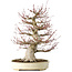 Acer palmatum, 52 cm, ± 40 jaar oud, met een nebari van 26 cm, met een goede vertakking, goede veroudering zichtbaar op de stam en takken en een zeer goede radiaal verdeelde nebari