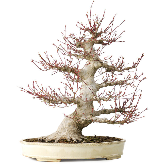 Acer palmatum, 52 cm, ± 40 jaar oud, met een nebari van 26 cm, met een goede vertakking, goede veroudering zichtbaar op de stam en takken en een zeer goede radiaal verdeelde nebari