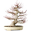 Acer palmatum, 52 cm, ± 40 jaar oud, met een nebari van 26 cm, met een goede vertakking, goede veroudering zichtbaar op de stam en takken en een zeer goede radiaal verdeelde nebari