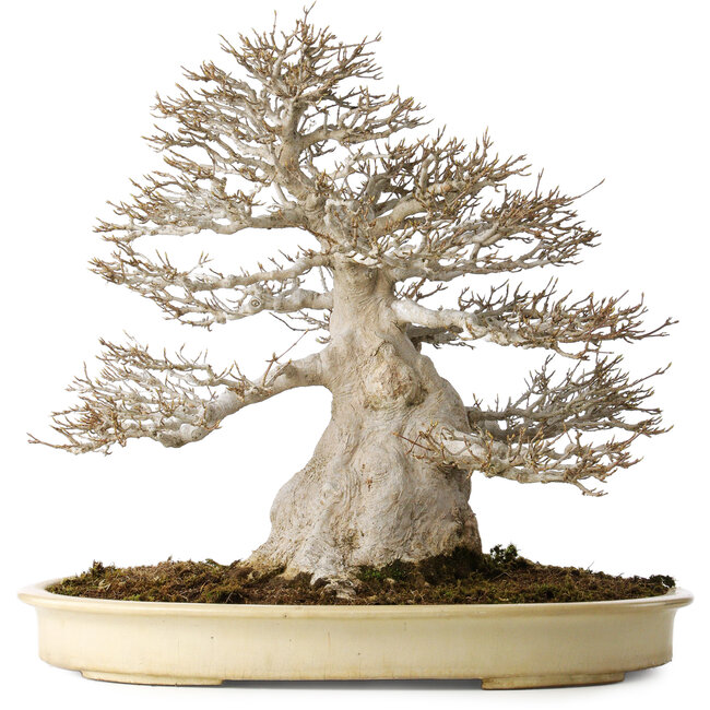 Acer buergerianum, 52 cm, ± 40 jaar oud, met een nebari van 25 cm, met een goede fijne vertakking, geen wonden en een geweldige schors