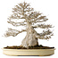 Acer buergerianum, 52 cm, ± 40 ans, avec un nebari de 25 cm, avec une bonne ramification fine, aucune blessure et une belle écorce