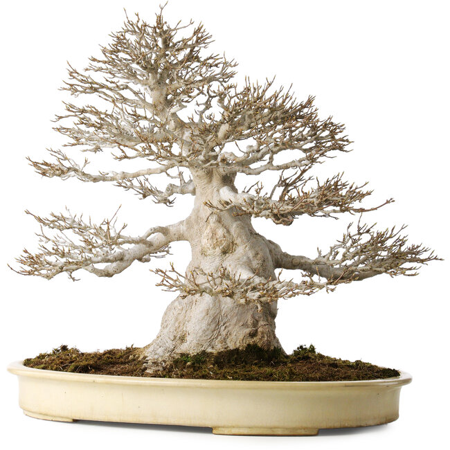 Acer buergerianum, 52 cm, ± 40 years old, with a nebari of 25 cm, with a good fine ramification, no wounds and great bark