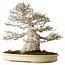 Acer buergerianum, 52 cm, ± 40 anni, con nebari di 25 cm, con buona ramificazione fine, senza ferite e corteccia grande