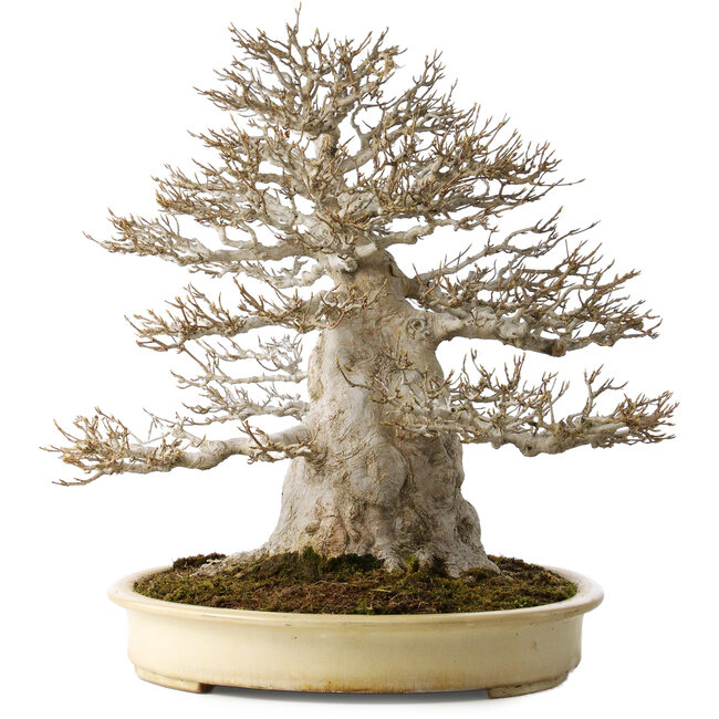 Acer buergerianum, 52 cm, ± 40 jaar oud, met een nebari van 25 cm, met een goede fijne vertakking, geen wonden en een geweldige schors