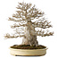 Acer buergerianum, 52 cm, ± 40 jaar oud, met een nebari van 25 cm, met een goede fijne vertakking, geen wonden en een geweldige schors