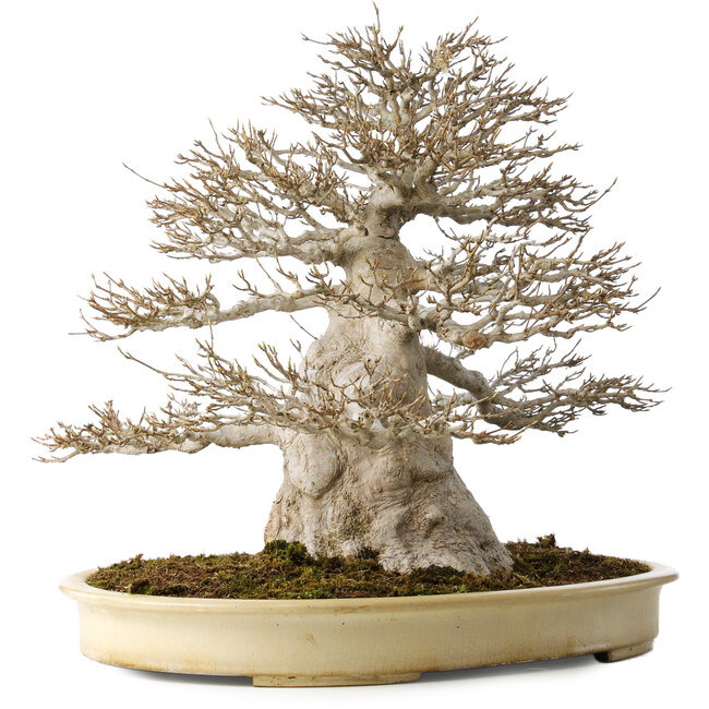 Acer buergerianum, 52 cm, ± 40 years old, with a nebari of 25 cm, with a good fine ramification, no wounds and great bark