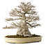 Acer buergerianum, 52 cm, ± 40 jaar oud, met een nebari van 25 cm, met een goede fijne vertakking, geen wonden en een geweldige schors