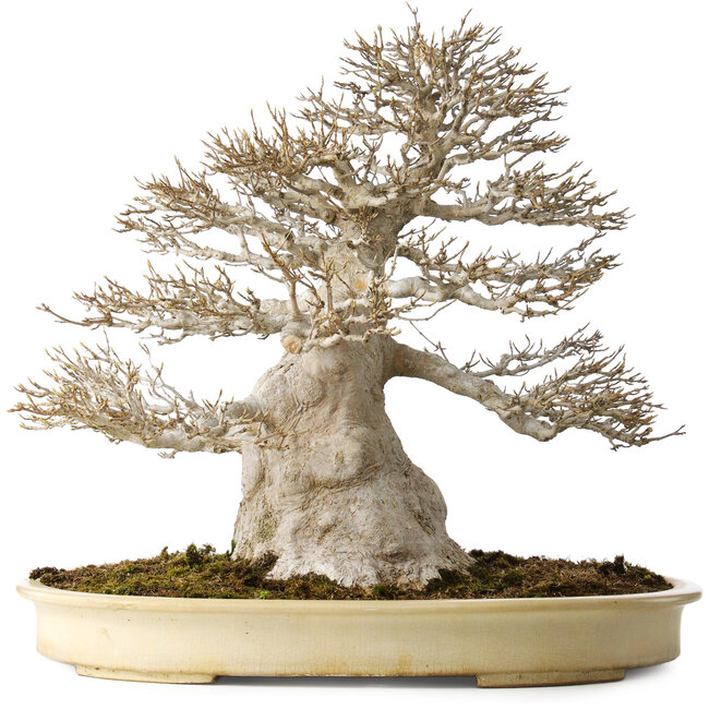 Acer buergerianum, 52 cm, ± 40 años, con un nebari de 25 cm, con una buena ramificación fina, sin heridas y gran corteza.