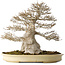 Acer buergerianum, 52 cm, ± 40 jaar oud, met een nebari van 25 cm, met een goede fijne vertakking, geen wonden en een geweldige schors