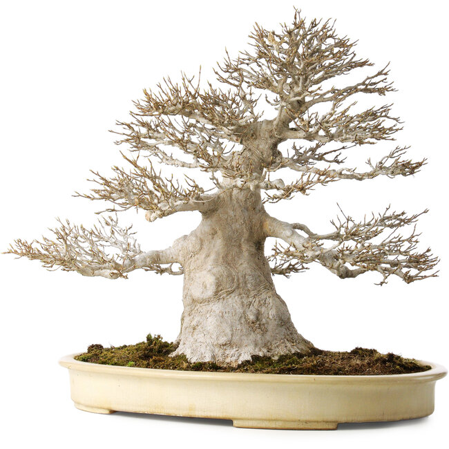 Acer buergerianum, 52 cm, ± 40 años, con un nebari de 25 cm, con una buena ramificación fina, sin heridas y gran corteza.