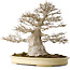 Acer buergerianum, 52 cm, ± 40 ans, avec un nebari de 25 cm, avec une bonne ramification fine, aucune blessure et une belle écorce