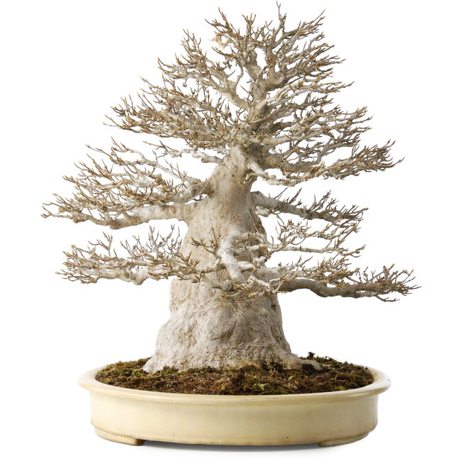 Acer buergerianum, 52 cm, ± 40 Jahre alt, mit einem Nebari von 25 cm, mit einer guten feinen Verzweigung, ohne Wunden und toller Rinde