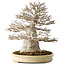 Acer buergerianum, 52 cm, ± 40 ans, avec un nebari de 25 cm, avec une bonne ramification fine, aucune blessure et une belle écorce