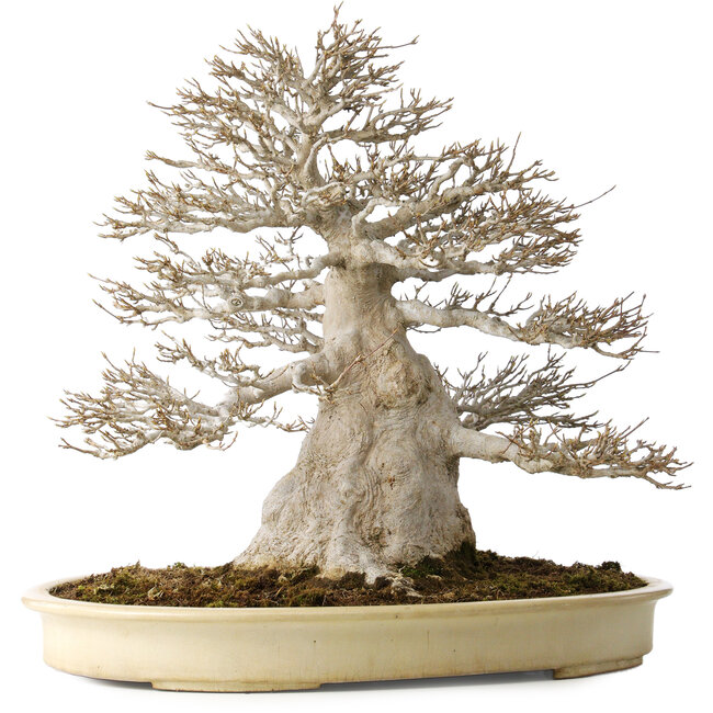 Acer buergerianum, 52 cm, ± 40 ans, avec un nebari de 25 cm, avec une bonne ramification fine, aucune blessure et une belle écorce