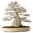 Acer buergerianum, 52 cm, ± 40 ans, avec un nebari de 25 cm, avec une bonne ramification fine, aucune blessure et une belle écorce