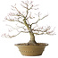 Acer palmatum, 40 cm, ± 35 jaar oud, met een nebari van 17 cm