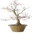 Acer palmatum, 40 cm, ± 35 jaar oud, met een nebari van 17 cm