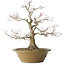 Acer palmatum, 40 cm, ± 35 jaar oud, met een nebari van 17 cm