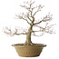Acer palmatum, 40 cm, ± 35 jaar oud, met een nebari van 17 cm