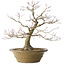 Acer palmatum, 40 cm, ± 35 jaar oud, met een nebari van 17 cm