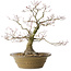Acer palmatum, 40 cm, ± 35 jaar oud, met een nebari van 17 cm