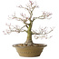 Acer palmatum, 40 cm, ± 35 jaar oud, met een nebari van 17 cm