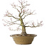 Acer palmatum, 40 cm, ± 35 jaar oud, met een nebari van 17 cm