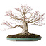Acer palmatum, 36 cm, ± 35 jaar oud, met een nebari van 20 cm, in een handgemaakte Japanse pot van Reiho met een chip van de rand
