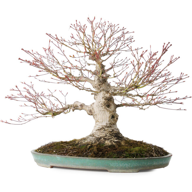 Acer palmatum, 36 cm, ± 35 años, con un nebari de 20 cm, en una maceta japonesa hecha a mano por Reiho con un desprendimiento en el borde.
