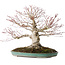 Acer palmatum, 36 cm, ± 35 jaar oud, met een nebari van 20 cm, in een handgemaakte Japanse pot van Reiho met een chip van de rand