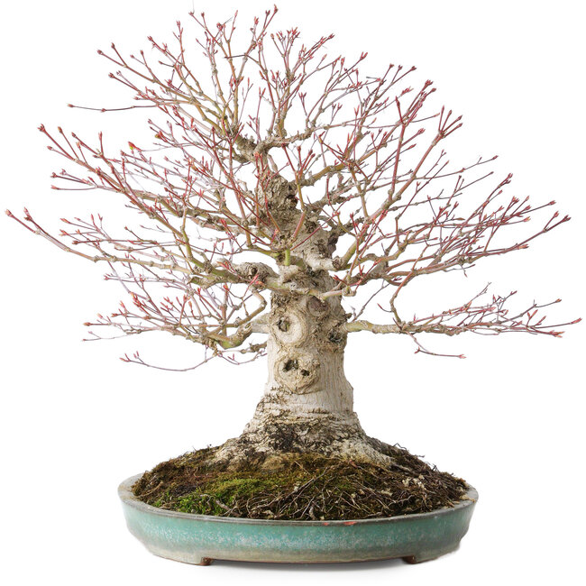 Acer palmatum, 36 cm, ± 35 anni, con un nebari di 20 cm, in un vaso giapponese fatto a mano da Reiho con una scheggiatura del bordo