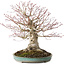Acer palmatum, 36 cm, ± 35 jaar oud, met een nebari van 20 cm, in een handgemaakte Japanse pot van Reiho met een chip van de rand