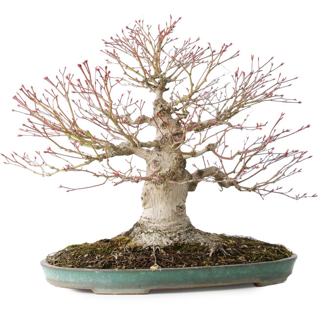 Acer palmatum, 36 cm, ± 35 jaar oud, met een nebari van 20 cm, in een handgemaakte Japanse pot van Reiho met een chip van de rand