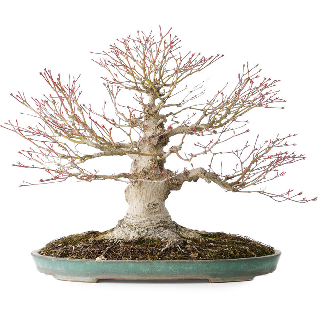 Acer palmatum, 36 cm, ± 35 anni, con un nebari di 20 cm, in un vaso giapponese fatto a mano da Reiho con una scheggiatura del bordo