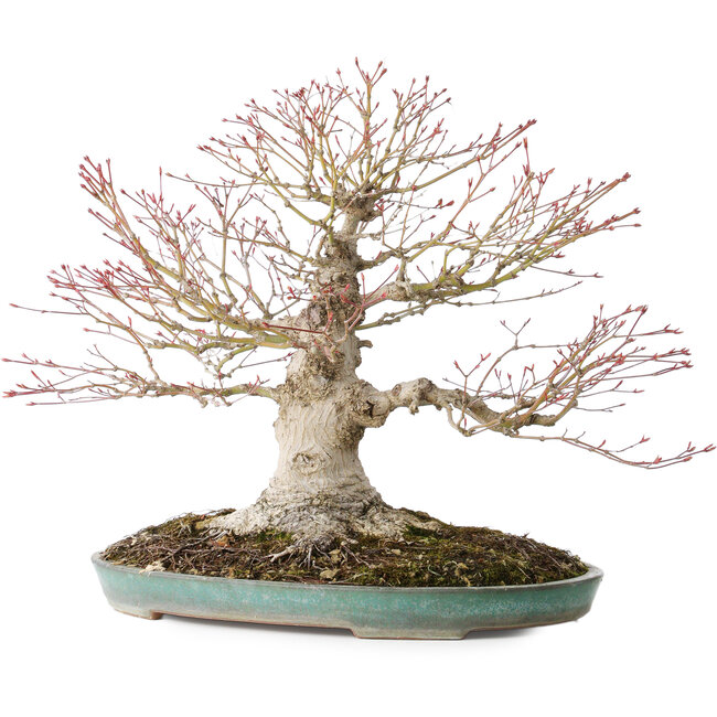Acer palmatum, 36 cm, ± 35 jaar oud, met een nebari van 20 cm, in een handgemaakte Japanse pot van Reiho met een chip van de rand