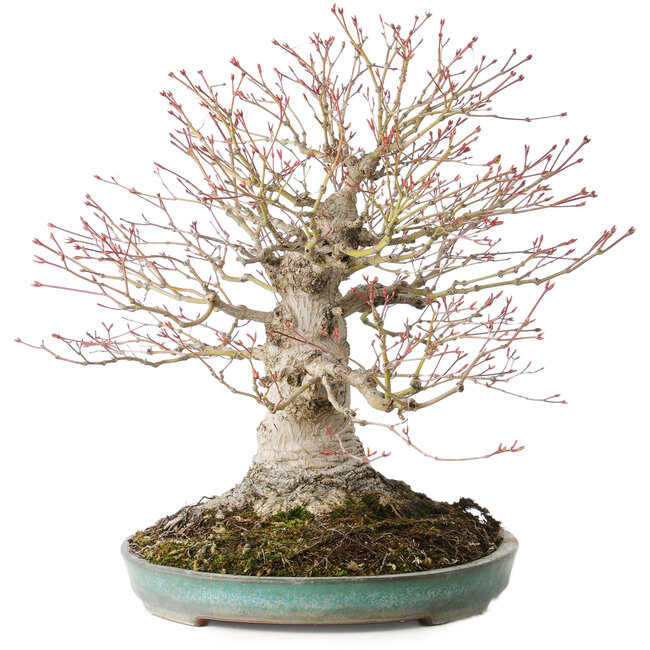 Acer palmatum, 36 cm, ± 35 anni, con un nebari di 20 cm, in un vaso giapponese fatto a mano da Reiho con una scheggiatura del bordo