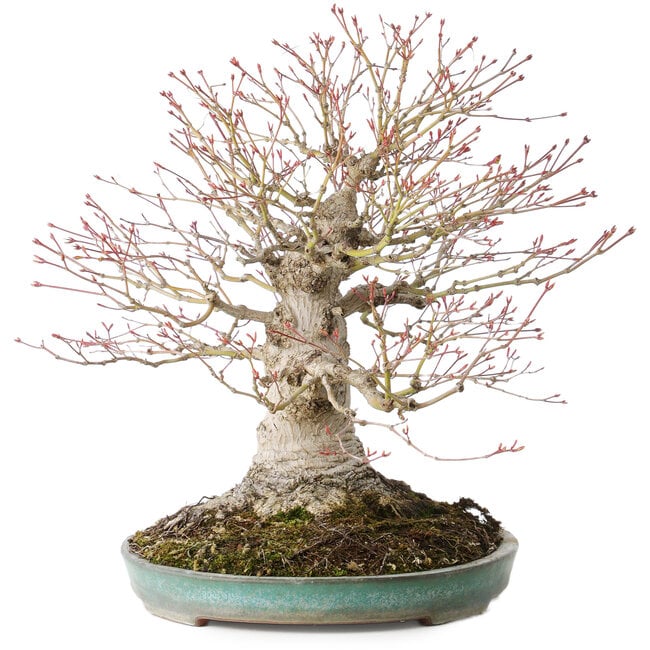 Acer palmatum, 36 cm, ± 35 years old, with a nebari of 20 cm, in a handmade Japanese pot by Reiho with a chip of the edge