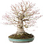 Acer palmatum, 36 cm, ± 35 jaar oud, met een nebari van 20 cm, in een handgemaakte Japanse pot van Reiho met een chip van de rand