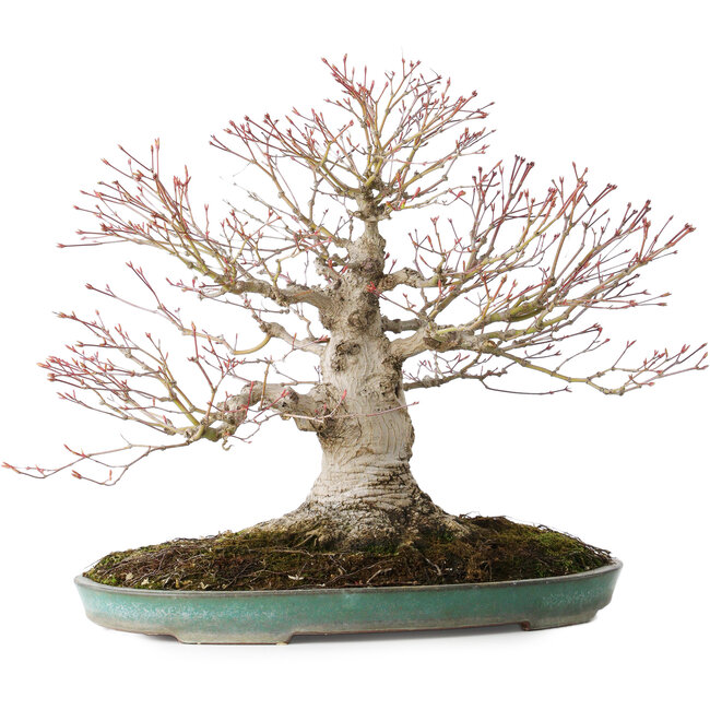 Acer palmatum, 36 cm, ± 35 years old, with a nebari of 20 cm, in a handmade Japanese pot by Reiho with a chip of the edge