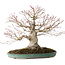 Acer palmatum, 36 cm, ± 35 jaar oud, met een nebari van 20 cm, in een handgemaakte Japanse pot van Reiho met een chip van de rand