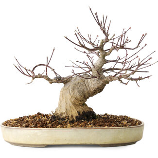Acer palmatum, 23 cm, ± 20 jaar oud