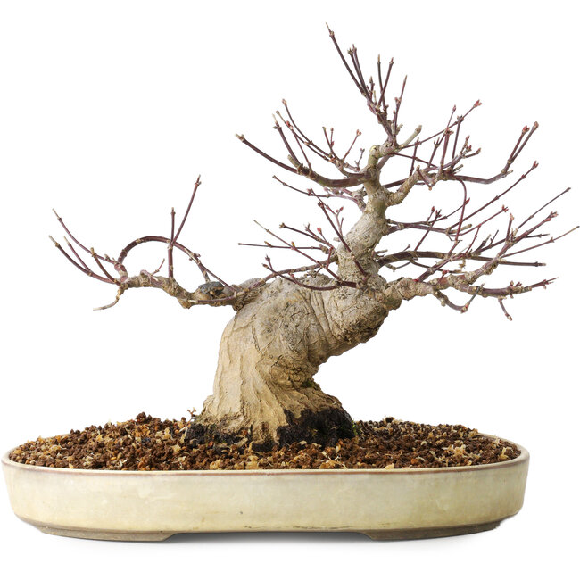 Acer palmatum, 23 cm, ± 20 jaar oud, met een nebari van 10 cm
