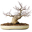 Acer palmatum, 23 cm, ± 20 jaar oud, met een nebari van 10 cm