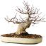 Acer palmatum, 23 cm, ± 20 jaar oud, met een nebari van 10 cm