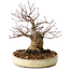 Acer palmatum, 23 cm, ± 20 jaar oud, met een nebari van 10 cm