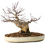 Acer palmatum, 23 cm, ± 20 jaar oud, met een nebari van 10 cm
