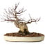 Acer palmatum, 23 cm, ± 20 jaar oud, met een nebari van 10 cm